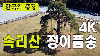 속리산 정이품소나무 - 드론촬영, 4k