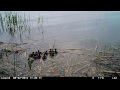 telkänpoikaset hyppäävät pöntöstä suoraan veteen. common goldeneye bucephala clangula .