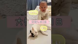 【猫と赤ちゃん】大忙しの姉妹の1日が可愛すぎる💗【きぃとカリンのすくすく日記】#shorts #猫 #赤ちゃん #cat #baby #にゃっぷる