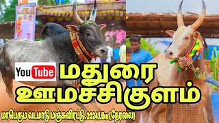 மதுரை மாவட்டம் ஊமச்சிகுளம் வடமாடு மஞ்சுவிரட்டு மாபெரும் திருவிழா 2024 Live (நேரலை)