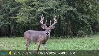 Rockingham and Caswell County NC Whitetail Buck Footage