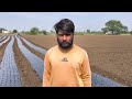 लहसुन की खेती मल्चिंग और ड्रिप पर garlic farming on mulching paper मल्चिंग में खेत की तैयारी