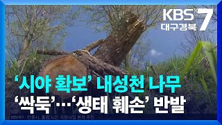 [여기는 안동] ‘시야 확보’ 내성천 나무 ‘싹둑’…‘생태 훼손’ 반발 / KBS  2023.05.08.