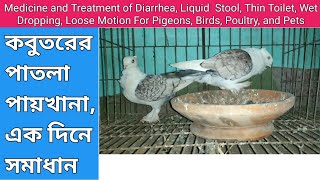 কবুতরের পাতলা পায়খানা, এক দিনে সমাধান | medicine \u0026 treatment of diarrhea for pigeons, birds, poultry