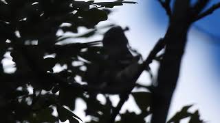 Plumbeous vireo song 6 6 19