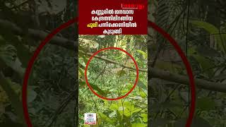 കണ്ണൂരിൽ ജനവാസ കേന്ദ്രത്തിൽ ഇറങ്ങിയ പുലി പന്നിക്കെണിയിൽ കുടുങ്ങി