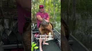 Catch and release on a beautiful alligator snapping turtle!!!