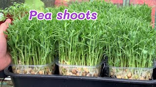 Growing PEA SHOOTS in November 🌱 เพาะต้นอ่อนถั่วลันเตา เมล็ดสีเหลือง🌱🌱