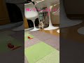 【パピヨン】考えてから追いかけるシェリー♪ 3 26.2023