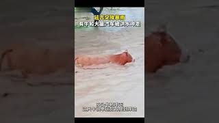 “共匪土共”吉林省延吉市，突降暴雨，牛和汽车被洪水冲走