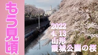 2022 4 13  山形市霞城公園の桜の頃合い