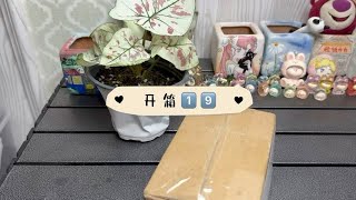 多肉开箱！！彩恋来啦！！！绝美～不期待的彩叶芋居然没失望。喜欢秋天的原因是什么呢？