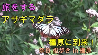 奈良 街歩き 161 旅をするアサギマダラ　橿原に到来！ in 橿原　橿原市昆虫館第二駐車場よりお届けします！ ( with English subtitles )  Chestnut tigers