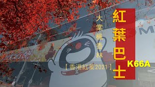 【香港紅葉2021】大棠楓香林 5 紅葉巴士 K66A｜竹林。芒草