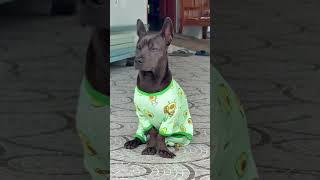 Quá đẹp chai 🤣 #tungletivi #funny #animals