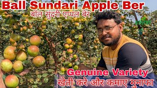 Ball Sundari Apple Ber || बल सुंदरी अपले बेर की खेती || मुनाफा वाला बेर की वैरायटी ||