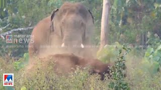 ഏഴാറ്റുമുഖം ഗണപതി എക്സ്ട്രാ ഡീസന്‍റ്! മനുഷ്യരെ കണ്ടാല്‍ ശാന്തന്‍..  | Ezhattumugham Ganapathy