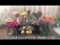 网购鲜花｜治愈生活｜玫瑰花｜百合花｜康乃馨