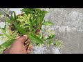 hasnuhana plant care in bengali হাসনুহানা গাছের সম্পূর্ণ পরিচর্যা