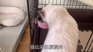 入院生活。【猫伝染性腹膜炎】