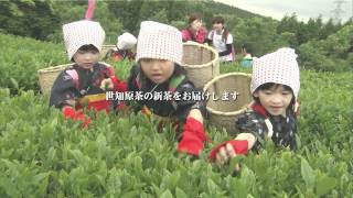 【佐世保市】佐世保の銘茶「世知原茶」