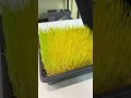 How to grow wheat grass! #microgreens #urbanfarming #farming