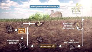 Stoffkreisläufe: Wasser, Kohlenstoff, Stickstoff, Phosphor