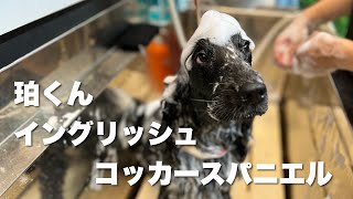 イングリッシュコッカースパニエル　珀くん【English Cocker Spaniel】