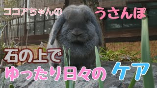 ココアちゃんのうさんぽ   《岩の上でゆったりとケアする》(●︎´▽︎`●︎)