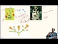 understand inflorescence in just 10 minutes @sureshb9256 biology morphologyoffloweringplants