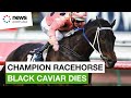 Iconic Australian racehorse Black Caviar dies aged 17