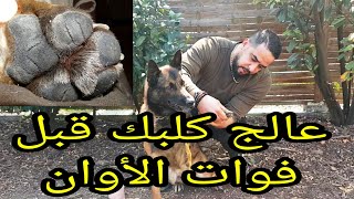 أسهل طريقة لعلاج أرجل الكلب و كيفية الحفاض عليها بصحة جيدة comment traiter le cosiné de chien coupé