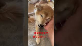 撫でることに執着する犬 #犬 #dog #shiba #shibainu #柴犬