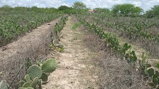 Agrofloresta Santa Fé, finalizei o manejo do palmal e retomei o manejo das copas das árvores.