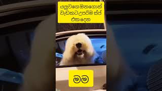 මෙහෙම හරිද මචන්#funny #trending #pets #funnyanimal