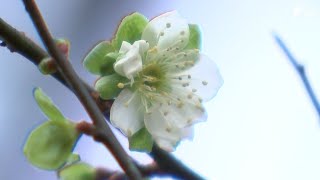 「こんな早く梅が見られるなんて」過去10年で最も早い開花に熱海梅園の関係者も驚き　例年は11月に入ってから=静岡