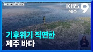 [2022 기록K]⑫ 기후위기 직면한 제주 바다 / KBS  2022.12.30.