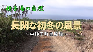 長閑な初冬の風景 中種子町星原編～種子島の自然