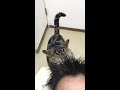 【猫 アメリカンショートヘア】人間を毛づくろいする猫1