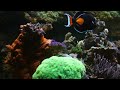 amazing 5 year old sps dominant reef tank tour 🪸