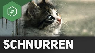 Warum und wie schnurren Katzen?!