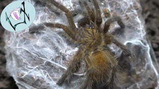 A Lot of OBT Juvenile Rehousing's | Pterninochilus murinus