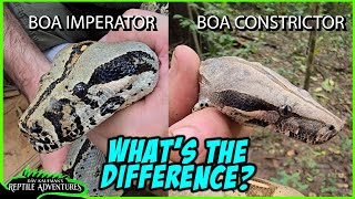BOA CONSTRICTOR & BOA IMPERATOR How to tell the difference