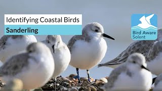 Identifying Coastal Birds: sanderlings