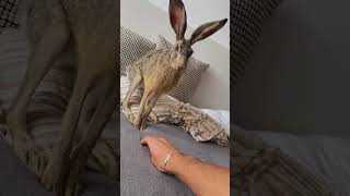 Funny rabbit🤣🤣 #funny #funnypetslife #funnyanimal #funnyshorts #pets #funnyanimls #animals #fyp