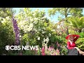 Hollywood legend Julie Newmar gives a tour of home garden