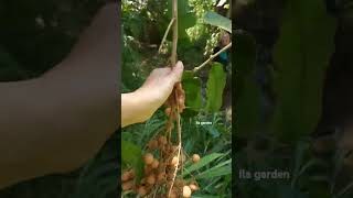 Buah ni kami panggil buah mata kuncing,kalau di tempat kamu panggil buah apa? #kebun #shortvideo