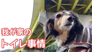 【ダックスフンド】愛犬達のトイレルーティン《 トイレあるある？ 》