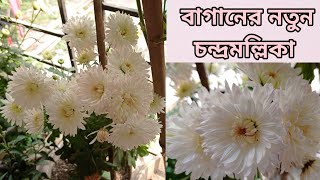 অবশেষে ডাল থেকে তৈরি চন্দ্রমল্লিকা গাছে ফুল ফুটল|Chrysanthemums blooming