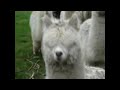 gangsta alpaca approach